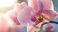 Не лише для кухні: як використати лавровий лист для підживлення орхідеї восени