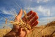 Ціни на продукти у світі зросли до максимуму з 2022 року: що подорожчало найбільше