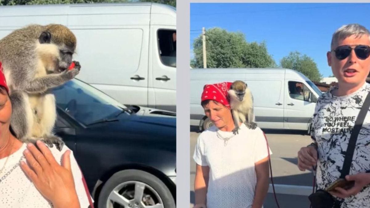 Суд оштрафував волинянина за пропозицію сфотографуватися з мавпою на Світязі