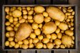 Не долежить до весни: 7 помилок, через які псується картопля
