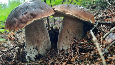 Не поспішайте класти в кошик: чому великі гриби краще залишати в лісі