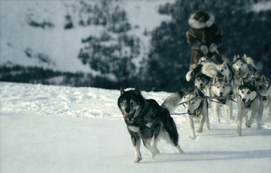 «Серце звіра» вже у прокаті: які ще є фільми про виживання людей і собак 