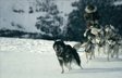 «Серце звіра» вже у прокаті: які ще є фільми про виживання людей і собак 