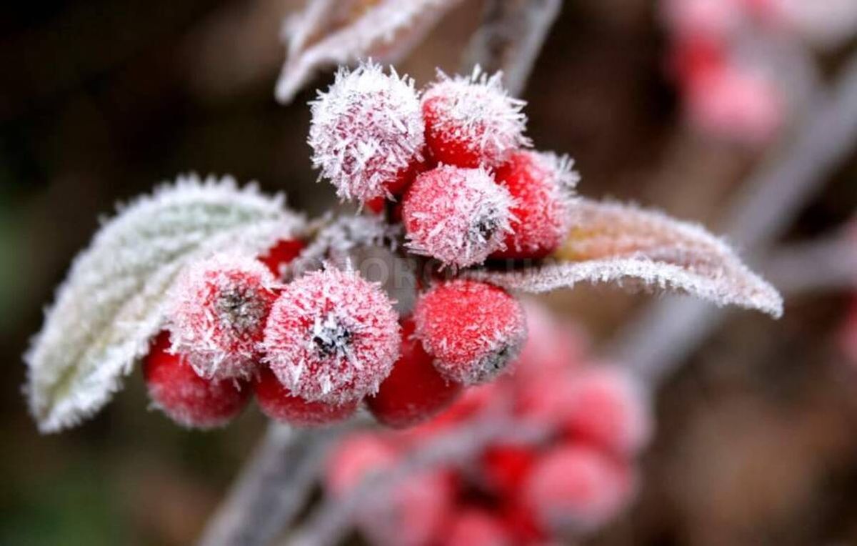 Синоптики попередили про заморозки до -3 °C у Рівному та області