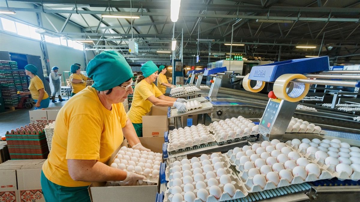 У Великій Британії виявили сальмонелу в яйцях від українського виробника