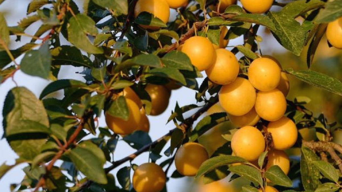 Не варіть варення: 3 способи заморозити аличу на зиму