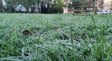Не панікуйте й не плутайте: чому заморозки ще не означають справжніх морозів