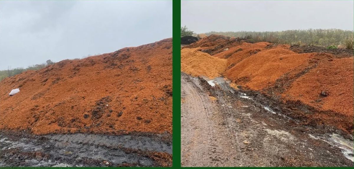На полях Тернопільщини невідомі викинули тонни перероблених яблук