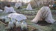 Перші заморозки на городі: 5 способів захистити рослини від холоду