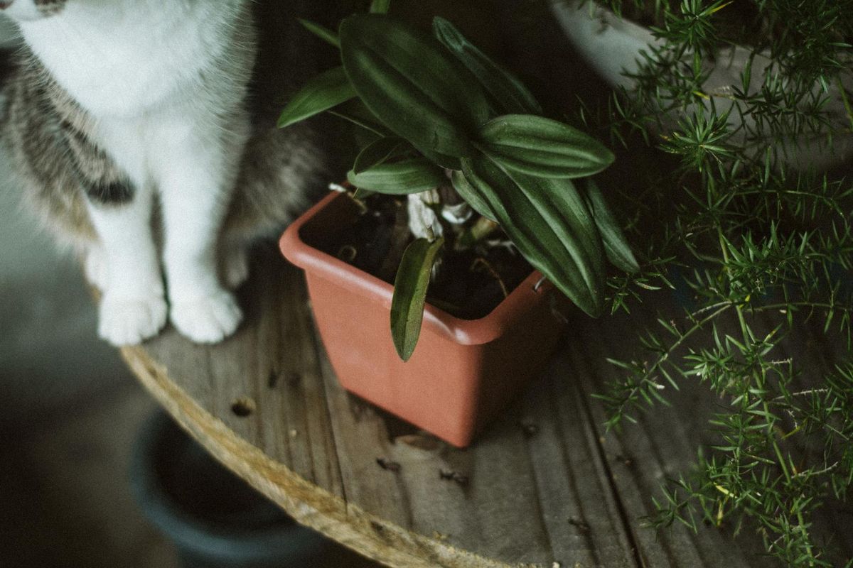 У горщиках із кімнатними рослинами з’явилися мошки: як зупинити їхнє розмноження