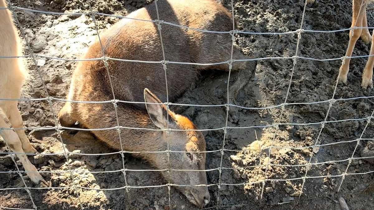 У відомому комплексі Поляниці розгорівся скандал через загибель олениці 