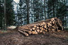 ДБР викрило схему незаконного продажу ділової деревини у надлісництві на Львівщині