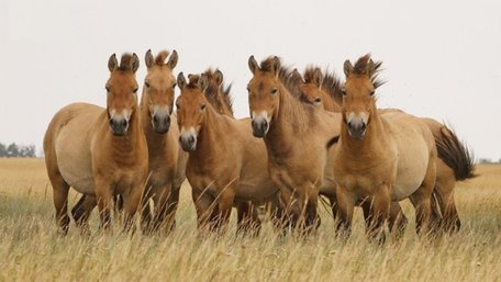У США вперше успішно клонували коня Пржевальського