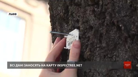 Екологи розпочали у Львові масове чіпування дерев