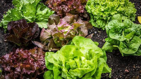 Що можна посадити на городі в червні: перелік зелені та овочів