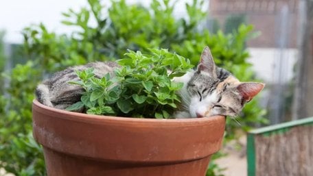 Не лише котяча м'ята: топ-5 кімнатних рослин, які прикрасять квартиру і порадують кота