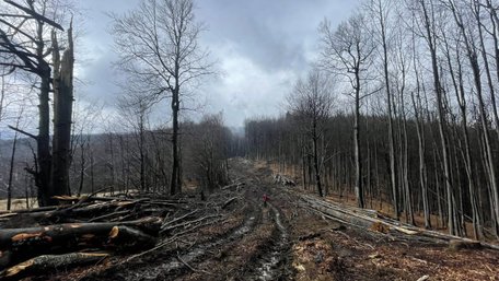 На Закарпатті вирубали праліси для дороги до майбутньої ВЕС