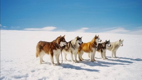 Не «Післязавтра»: сім небанальних фільмів, у яких дуже багато снігу
