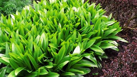 Львівський лікар помер після вживання отруйної рослини замість черемші