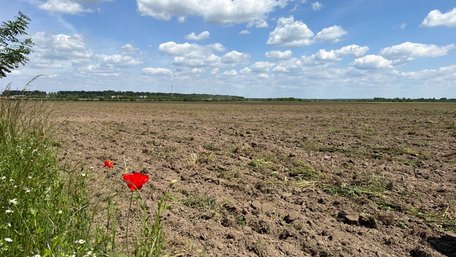 Власник поля з маками біля Ожидова пояснив, навіщо його переорав