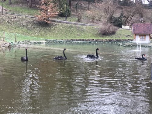На озері житимуть чотири чорні лебеді