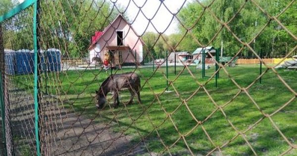 A pony was found in a pony killed in the Ternopil zoo thumbnail