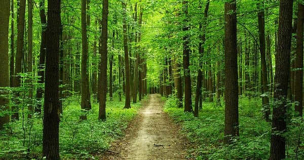 Мешканцям Рівненщини заборонили відвідувати ліси - ZAXID.NET