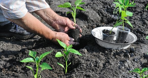 Види мульчевих матеріалів, які ми пропонуємо: