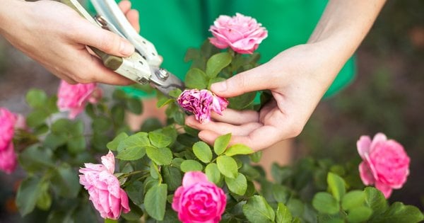 Підготовка саду до обробки