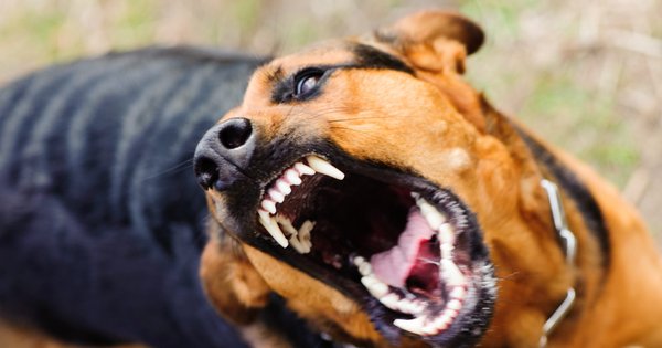 На Тернопільщині в чотирьох населених пунктах оголосили карантин через сказ собаки