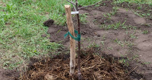 Як правильно посадити персик восени, щоб він прижився: поради садівників