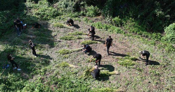 На Хмельниччині викрили нарколабораторію та вилучили канабісу на 10 млн грн (фото)