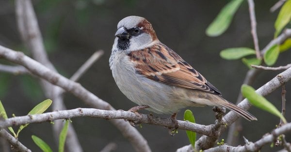 Основні причини зникнення горобців у містах і що з цим робити