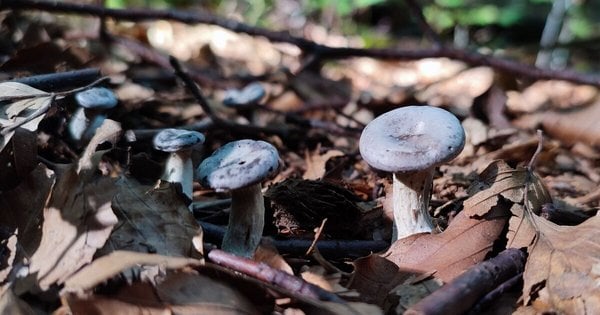 Смакують не лише білі. Топ-5 грибів Львівщини, що здивують своїм смаком