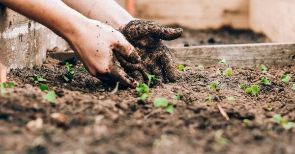 Посівний календар на листопад 2024 року: що робити садівникам наприкінці осені