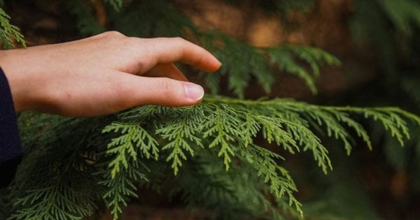 Як подбати про туї в листопаді, щоб вони легко пережили зиму