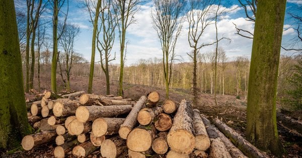 На Прикарпатті засудили командира військової частини за вирубку дерев в заказнику «Чорний ліс»