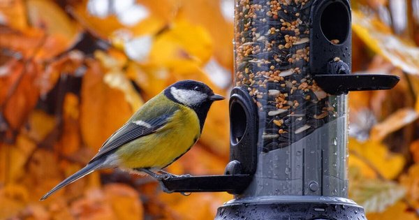 Коли вішати годівничку для птахів і як за нею доглядати: поради орнітологині