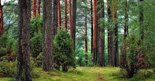 Мешканці Львівщини знайшли у лісі тіло заблукалого 84-річного чоловіка