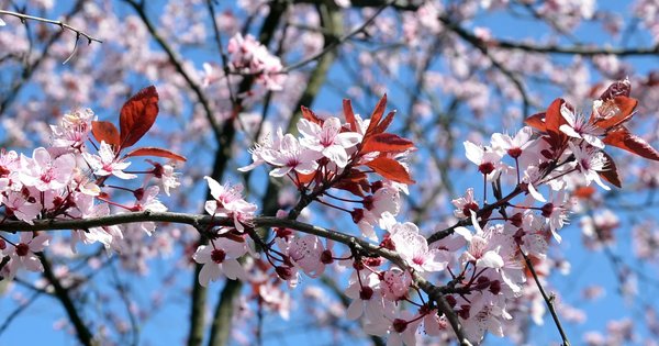 Від заморозків до +16°С: якою буде погода після Великодня у Львові
