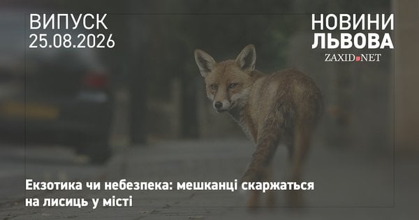 Після скарг мешканців у Львові напрацюють механізм регулювання популяції лисиць