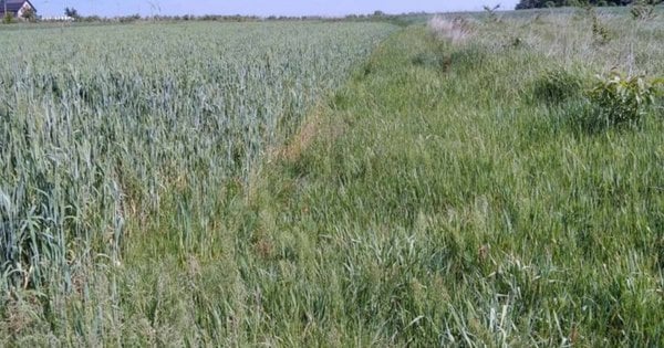 Суд зобовʼязав львівське підприємство сплатити 535 тис. грн за користування землею