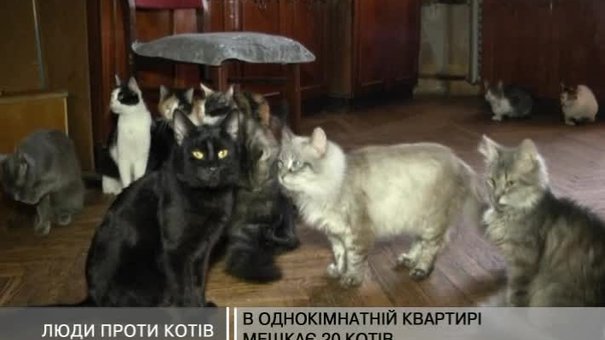Львів’яни обурюються проти "домашніх" притулків для тварин