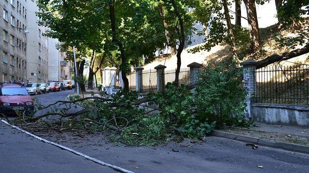 У Львові на школярів після урочистостей мало не впало аварійне дерево