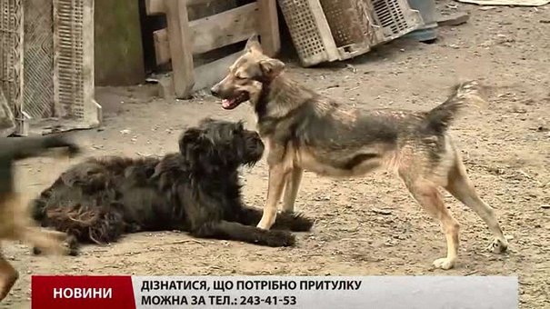 Собаки у львівському притулку «Милосердя» можуть залишитись без їжі
