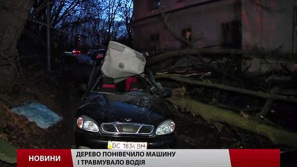 Через падіння ще одного дерева у Львові постраждали водій та пасажир таксі