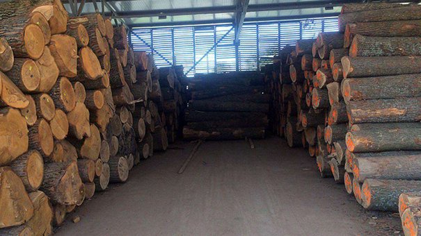Львівська прокуратура затримала організатора незаконного експорту лісу в ЄС
