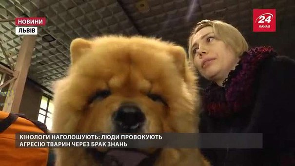 У Львові породисті собаки показували навики та хвалилися зовнішністю