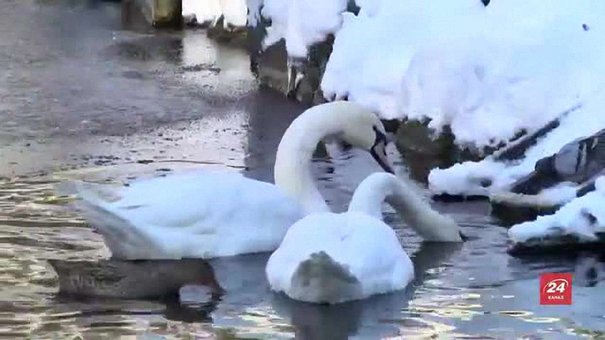 Лебедів зі Стрийського парку заберуть до теплиці в середині грудня