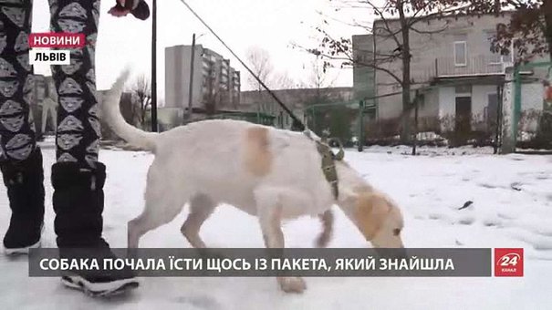 Львів'ян закликають пильнувати своїх домашніх тварин під час прогулянок